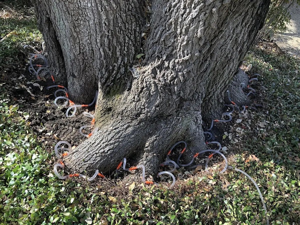 Detailed Tree Cabling and Bracing job site in Deputy