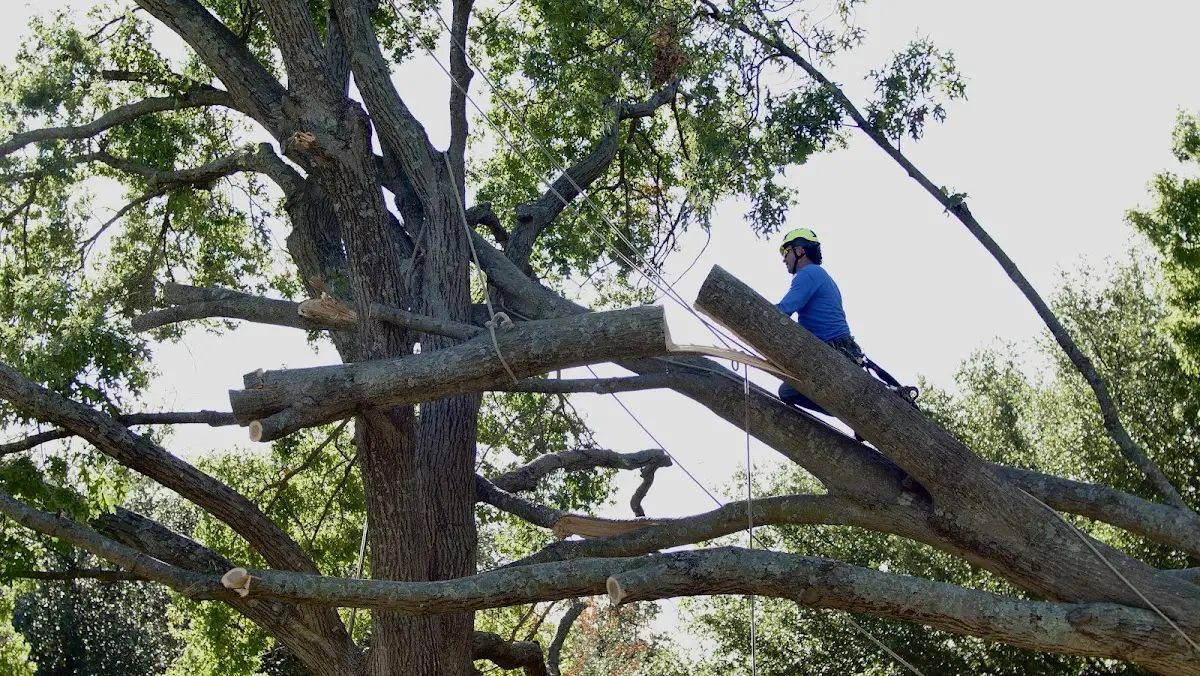 Professional Hazardous Tree Removal performed by certified arborists in Deputy